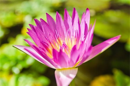 simsearch:400-05706715,k - Une fleur de lotus fleurissent dans le jardin Photographie de stock - Aubaine LD & Abonnement, Code: 400-04911518
