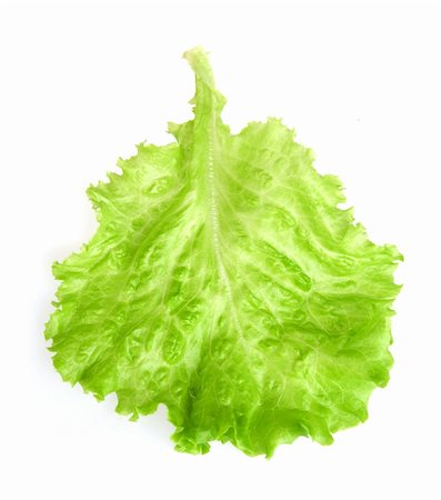 simsearch:400-04879197,k - fresh lettuce leaf isolated on a white background Stock Photo - Budget Royalty-Free & Subscription, Code: 400-04911645