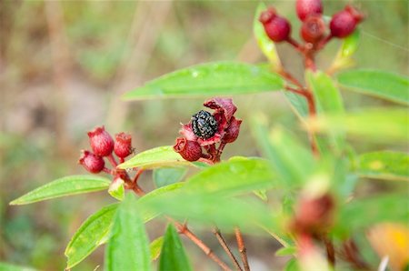 a picture of beautiful wild flower fruit in plant Foto de stock - Royalty-Free Super Valor e Assinatura, Número: 400-04911725