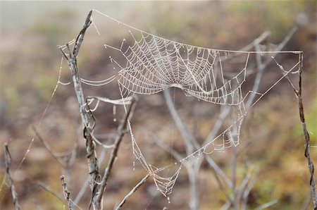 a picture of beautiful spider web in nature Foto de stock - Royalty-Free Super Valor e Assinatura, Número: 400-04911723