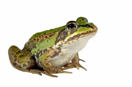 rana - green frog on a white background Stock Photo - Budget Royalty-Free & Subscription, Code: 400-04911837