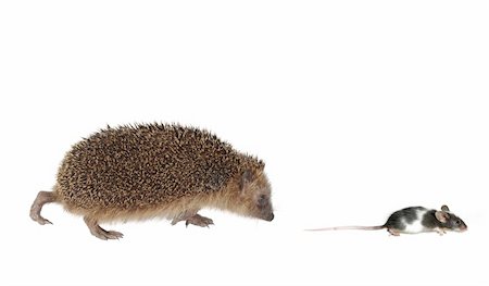 simsearch:400-04762958,k - chasing mouse hedgehog on white background Photographie de stock - Aubaine LD & Abonnement, Code: 400-04911832