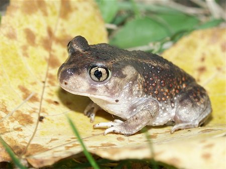 simsearch:400-04305245,k - Spadefoot Toad (Scaphiopus holbrookii) at Horseshoe Lake State Fish and Wildlife Area in southern Illinois. Foto de stock - Super Valor sin royalties y Suscripción, Código: 400-04911842