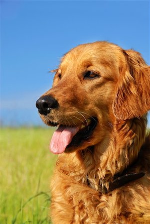 simsearch:400-05315872,k - orange golden retriever dog portrait outdoors on green meadow over blue sky Stockbilder - Microstock & Abonnement, Bildnummer: 400-04912007