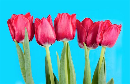 Fresh red tulips over blue background Stock Photo - Budget Royalty-Free & Subscription, Code: 400-04912076