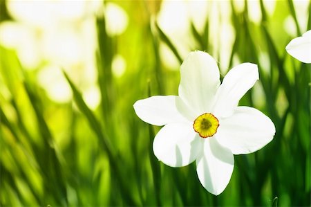 easter lily background - White narcissi and green grass in a field Stock Photo - Budget Royalty-Free & Subscription, Code: 400-04912115