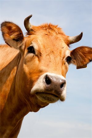 simsearch:400-07676838,k - Portrait of a Dutch cow Stock Photo - Budget Royalty-Free & Subscription, Code: 400-04912124
