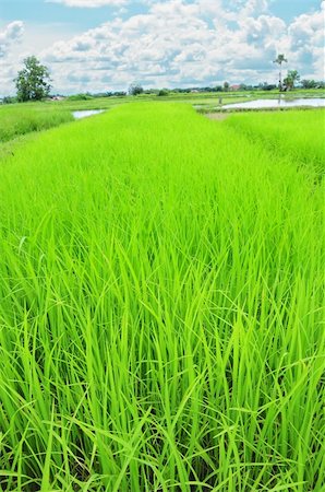 simsearch:400-06077675,k - rice field and blue sky Stock Photo - Budget Royalty-Free & Subscription, Code: 400-04912154