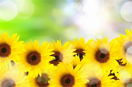 simsearch:400-04869731,k - abstract beautiful sunflower and light reflect in morning Foto de stock - Royalty-Free Super Valor e Assinatura, Número: 400-04912156