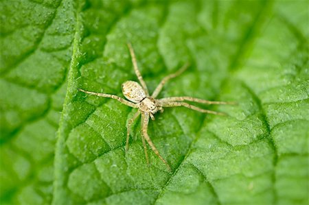 simsearch:400-04824887,k - Small brown spider on green leaf - macro Stock Photo - Budget Royalty-Free & Subscription, Code: 400-04912688
