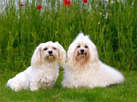 simsearch:400-07303856,k - Two dogs is posing on green grass.  Breed: Bichon Havanais Stock Photo - Budget Royalty-Free & Subscription, Code: 400-04912745