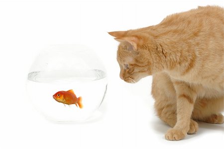 Cat is lokking at a fish in a bowl. Note the fish is still alive and in well being. Stock Photo - Budget Royalty-Free & Subscription, Code: 400-04912741