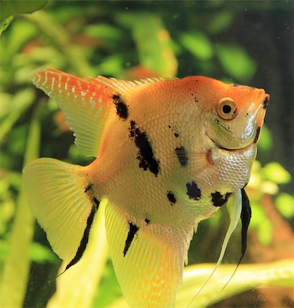 fish with fin - nice looking angelfish in bright fish tank Stock Photo - Budget Royalty-Free & Subscription, Code: 400-04912992