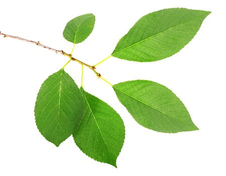 simsearch:400-05906235,k - One branch with green leaf of cherry-tree. Isolated on white background. Close-up. Studio photography. Stock Photo - Budget Royalty-Free & Subscription, Code: 400-04913030