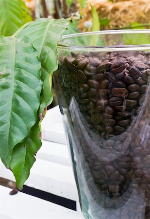 Glass jar with brown coffe beans and leaf Stock Photo - Budget Royalty-Free & Subscription, Code: 400-04913130