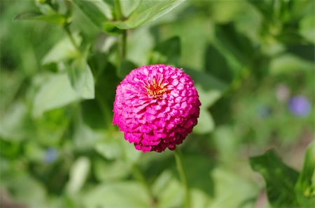 simsearch:400-04569116,k - Single flower of zinnia on a soft green blurred background Photographie de stock - Aubaine LD & Abonnement, Code: 400-04913153