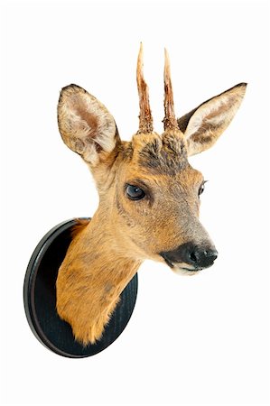 simsearch:400-08430645,k - Roe deer trophy on a wooden plate Stock Photo - Budget Royalty-Free & Subscription, Code: 400-04913207