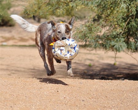 Happy the Australian Cattle Dog floats above the ground while retrieving her ball. Stock Photo - Budget Royalty-Free & Subscription, Code: 400-04913525