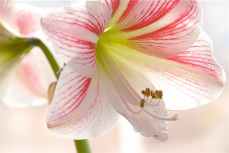 simsearch:400-03922310,k - white pink lily blooming flower details closeup background Stock Photo - Budget Royalty-Free & Subscription, Code: 400-04913990