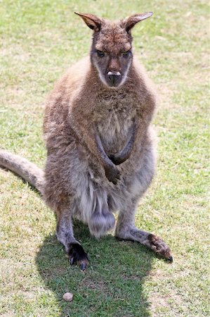 stunning wallaby in a field Photographie de stock - Aubaine LD & Abonnement, Code: 400-04924120