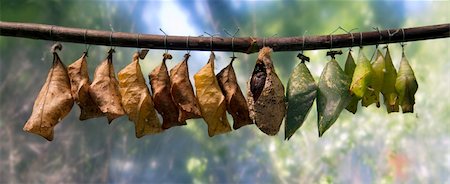 pupitre - many different cocoons of butterflies that are soon to be born Stock Photo - Budget Royalty-Free & Subscription, Code: 400-04924148