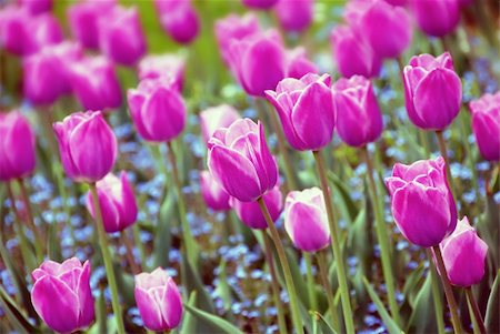 simsearch:700-00551010,k - purple  tulips natural floral backgrounds outdoor Stock Photo - Budget Royalty-Free & Subscription, Code: 400-04924174