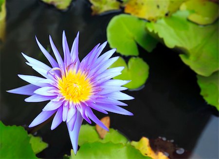 simsearch:400-05210967,k - Colorful purple water lily in macro shot. Foto de stock - Royalty-Free Super Valor e Assinatura, Número: 400-04924345