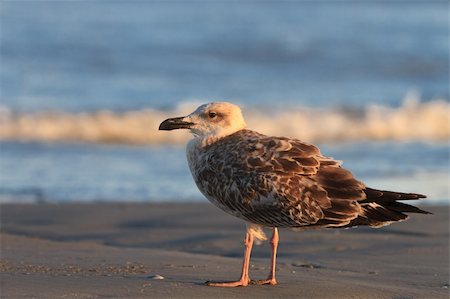 simsearch:696-05780753,k - a beautiful seagull standing on a lake Foto de stock - Super Valor sin royalties y Suscripción, Código: 400-04924360