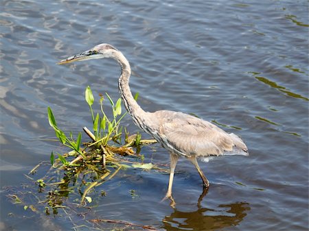 Great Blue Heron (Ardea herodias) wades through the wetlands of Everglades National Park of Florida. Stock Photo - Budget Royalty-Free & Subscription, Code: 400-04924388