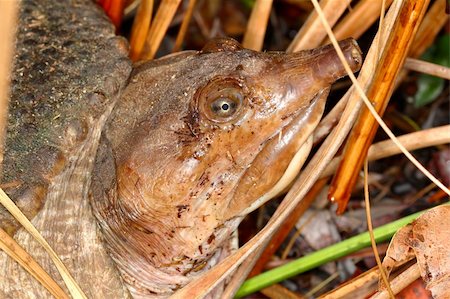 simsearch:400-04305245,k - Florida Softshell Turtle (Apalone ferox) at Everglades National Park - Florida. Foto de stock - Super Valor sin royalties y Suscripción, Código: 400-04924389