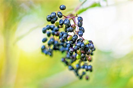 sambucus Photographie de stock - Aubaine LD & Abonnement, Code: 400-04924647