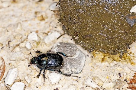 dung beetles feces - dung beetle, Geotrupes stercorosus Scr. Stock Photo - Budget Royalty-Free & Subscription, Code: 400-04924663