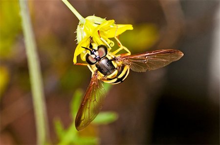 simsearch:400-08706648,k - hoverfly, Myrathropa,spec. Foto de stock - Royalty-Free Super Valor e Assinatura, Número: 400-04924671