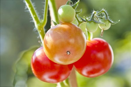 tomato Photographie de stock - Aubaine LD & Abonnement, Code: 400-04924684