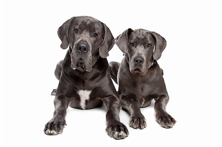 simsearch:400-05739781,k - Two grey great Dane dogs on front of a white background Stockbilder - Microstock & Abonnement, Bildnummer: 400-04924696