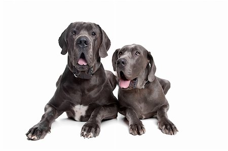 simsearch:400-05739781,k - Two grey great Dane dogs on front of a white background Stockbilder - Microstock & Abonnement, Bildnummer: 400-04924697