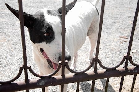 a picture of a cute white dog Foto de stock - Royalty-Free Super Valor e Assinatura, Número: 400-04924787