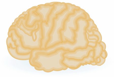 simsearch:400-07984242,k - Illustration of a human brain isolated over white background. Stock Photo - Budget Royalty-Free & Subscription, Code: 400-04924849