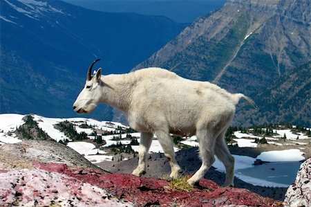 Mountain Goat (Oreamnos americanus) at Sperry Glacier in Glacier National Park - Montana. Stockbilder - Microstock & Abonnement, Bildnummer: 400-04924989