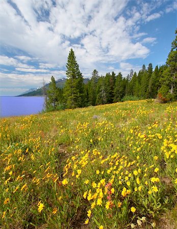 simsearch:400-05351326,k - Pretty wildflowers grow near the shore of Jackson Lake in Grand Teton National Park - USA. Foto de stock - Royalty-Free Super Valor e Assinatura, Número: 400-04924998