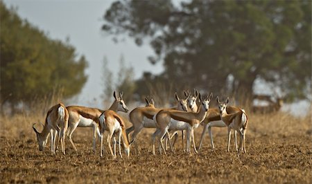 A herd of Springbok gazelles standing on an African plain in the Rietvlei Nature Reserve, South Africa Photographie de stock - Aubaine LD & Abonnement, Code: 400-04925011