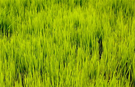 simsearch:400-05356570,k - Lush cultivation of young rice seedlings in a farm land Foto de stock - Super Valor sin royalties y Suscripción, Código: 400-04925155