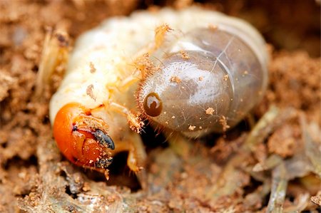 A curling worm with orange face and sharp bristles Stock Photo - Budget Royalty-Free & Subscription, Code: 400-04925152