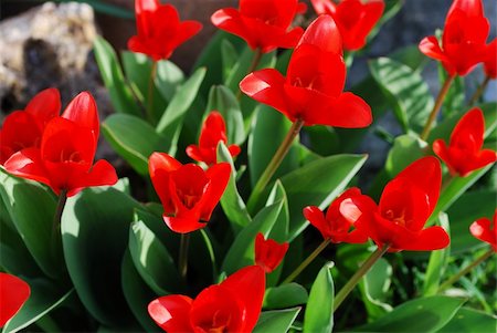 simsearch:400-05093646,k - many fresh red tulip in the sunshine in spring Stock Photo - Budget Royalty-Free & Subscription, Code: 400-04925165