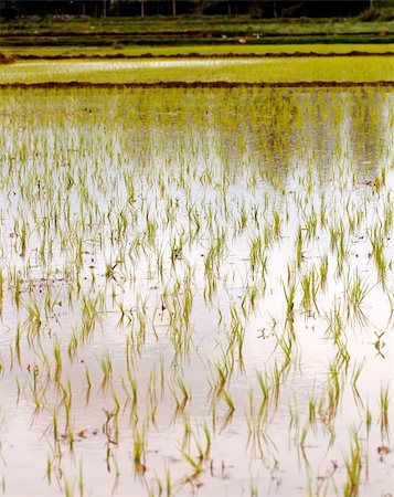 simsearch:400-05356570,k - Newly planted rice seedlings in a rural farmland in southern india Foto de stock - Super Valor sin royalties y Suscripción, Código: 400-04925167