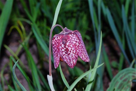 simsearch:400-05093646,k - close-up from a fritilaria chessboard flower in the spring Stock Photo - Budget Royalty-Free & Subscription, Code: 400-04925161