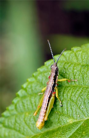 A brightly colored grasshopper resting on a leaf Stock Photo - Budget Royalty-Free & Subscription, Code: 400-04925239