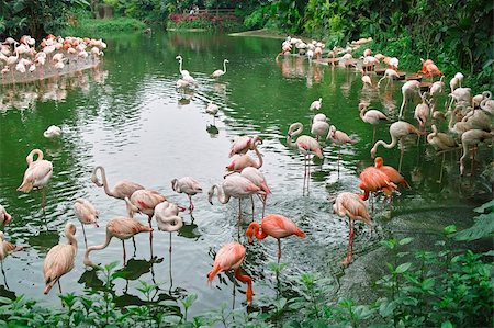 simsearch:400-07659888,k - A crowd of flamingo birds in the pond Foto de stock - Super Valor sin royalties y Suscripción, Código: 400-04925262