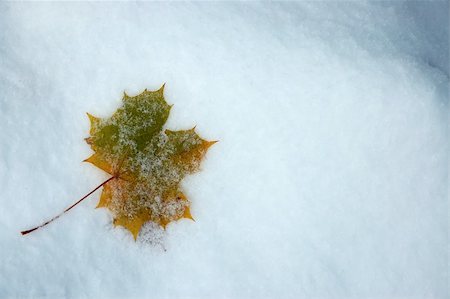 simsearch:400-05678866,k - Leaf snowy maple  incumbent on powder snow. Stock Photo - Budget Royalty-Free & Subscription, Code: 400-04925344