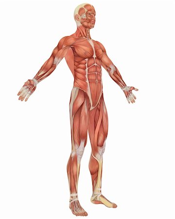 A illustration of the angled front view of the male muscular anatomy. Very educational and detailed. Stockbilder - Microstock & Abonnement, Bildnummer: 400-04925350